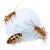 hydrozel-dla-pajakow-owadow